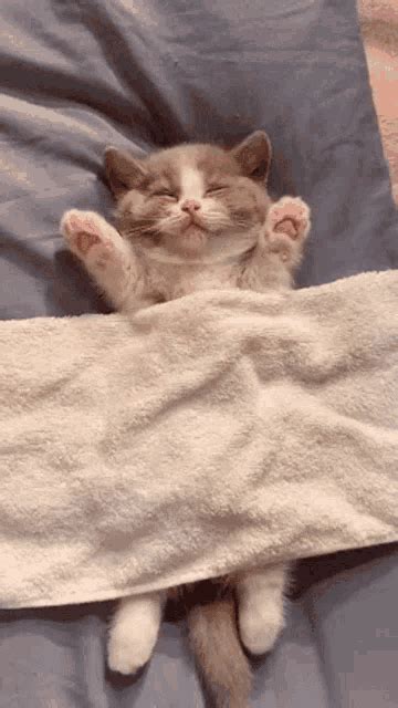 cat sleeping gif